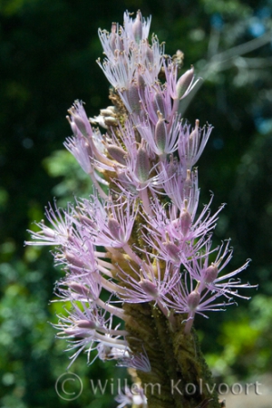 Flowers of the  Kumaru nyanyan