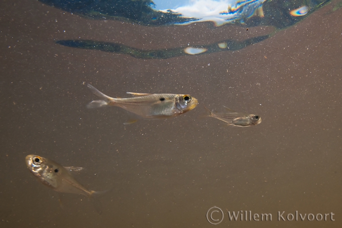 Visjes ( Jupiaba polylepis ) in de kreek