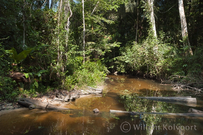 Tutu creek