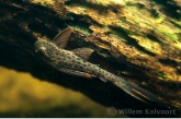 Catfish ( Hypostomas paucimaculatus )