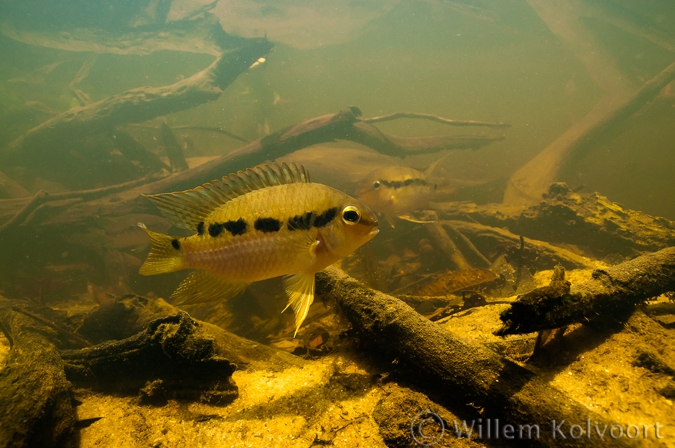 Krobia guianensis in his habitat