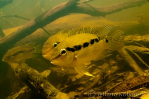 SNORKELEN IN DE SURINAAMSE RIVIEREN 