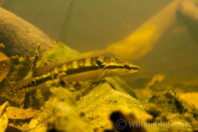 Crenicichla saxatilis 