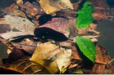 Dead leaves with reflection