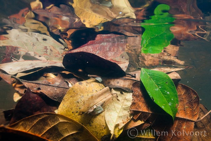 Dead leaves with reflection