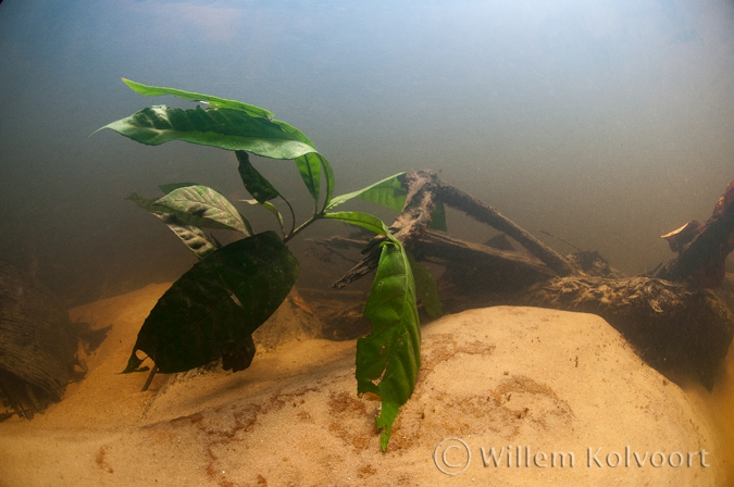 Leaves in the creek