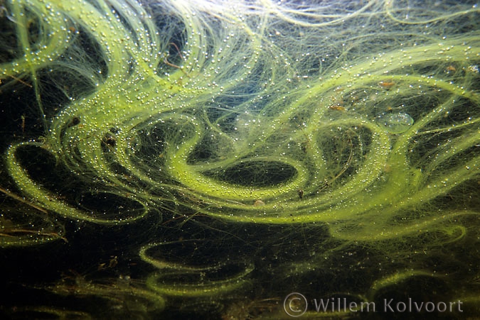 Draadalgen drijvend aan de wateroppervlakte.