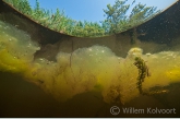 Draadalgen drijvend aan de wateroppervlakte.