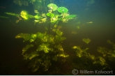 Gele plomp (Nuphar lutea) in de bosvijver .