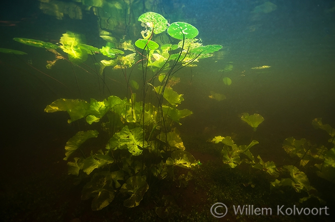 Gele plomp (Nuphar lutea) in de bosvijver .