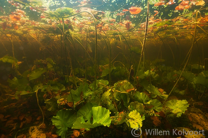 Gele plomp (Nuphar lutea) in een bosvijver.