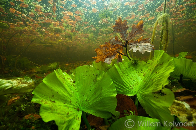 Gele plomp (Nuphar lutea) in de bosvijver.