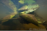 Gele Plomp (Nuphar lutea) in de Evergunne.