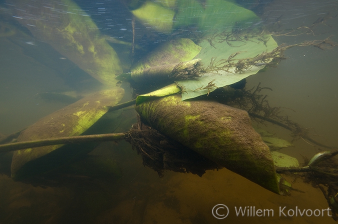 Gele Plomp (Nuphar lutea) in de Evergunne.