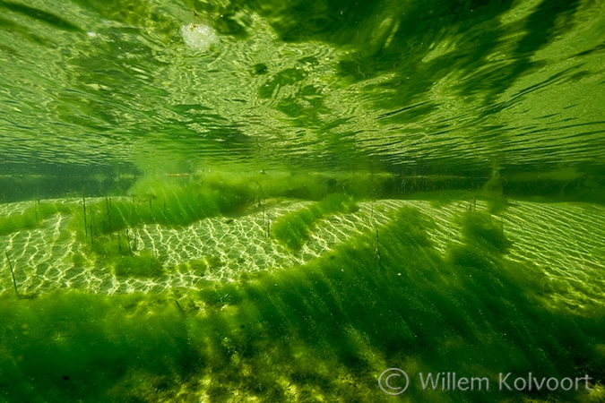 Alglandschap in de Waterleidingduinen.