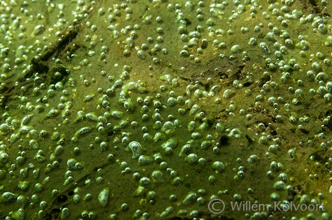 Zuurstofbelletjes in de bodemalgen.