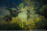 Onderwaterlandschap met gele plomp en puntkroos..