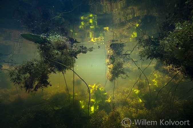 Onderwaterlandschap met gele plomp en puntkroos..