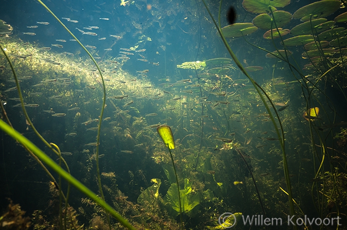 Onderwaterlandschap met vetjes.