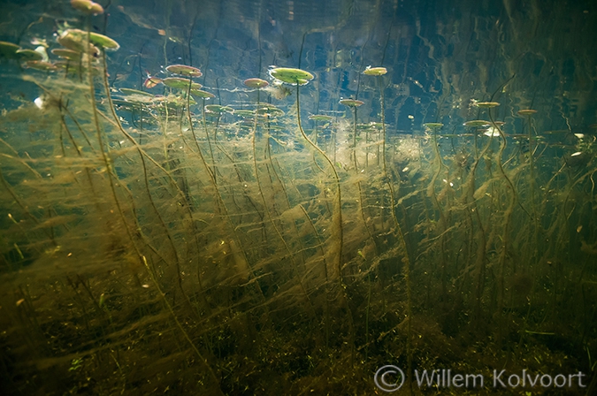 Watergentiaan in de Oude Wetering.