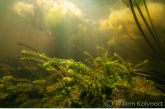 Smalle waterpest (Elodea nuttellii) in het petgat.