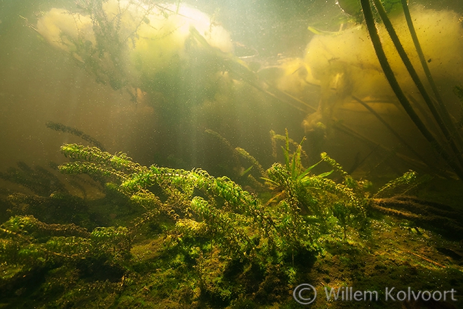 Smalle waterpest (Elodea nuttellii) in het petgat.