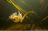 Waterlelie (Nymphaea alba) in het petgat.