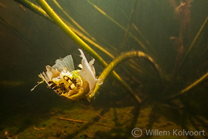 Waterlelie (Nymphaea alba) in het petgat.