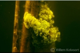 Klokdiertjes (Vorticella spec.) op een rietstengel.