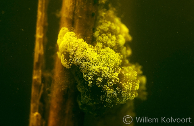 Klokdiertjes (Vorticella spec.) op een rietstengel.