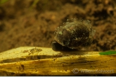 Posthorenslak ( Planorbis corneus ). met wimperdiertjes.