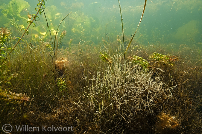 Klokdiertjes (Vorticella spec.) op buisalg.