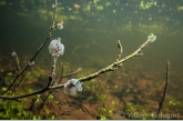 Klokdiertjes ( Vorticella spec.) .