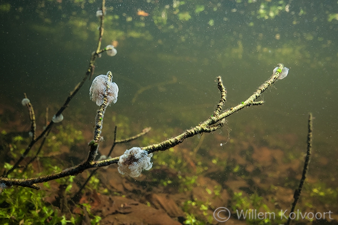 Klokdiertjes ( Vorticella spec.) .