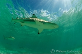 Blacktip reef-sharks ( Carcharhinus melanoterus ) 