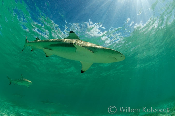 Blacktip reef-sharks ( Carcharhinus melanoterus ) 