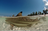 Zwarttip rifhaaien ( Carcharhinus melanopterus ) bij het strand