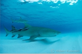 Citroenhaai ( Negaprion brevirostris ) met remora's