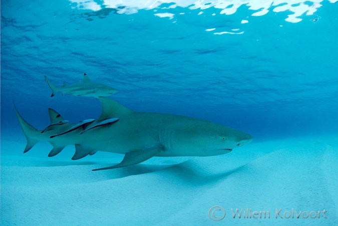 Citroenhaai ( Negaprion brevirostris ) met remora's