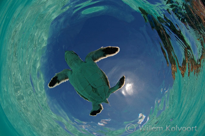 Young green sea turle ( Chelonia mydas )