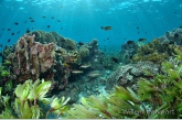 Shallow coral-reef with seagrass-bed