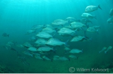 Mangrove jacks ( Lutjanus argentimaculatus ) 