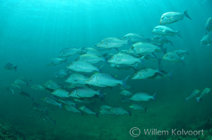 Mangrove jacks ( Lutjanus argentimaculatus ) 