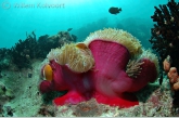 Anemone with fishes