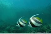 Longfin bannerfish ( Heniochus acuminatus )