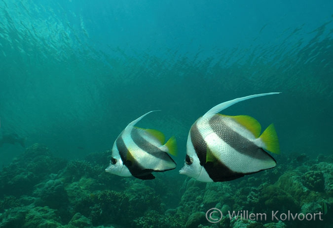 Wimpelvissen  ( Heniochus acuminatus )