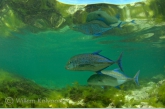 Bluefin trevally ( Caranx melampygus )