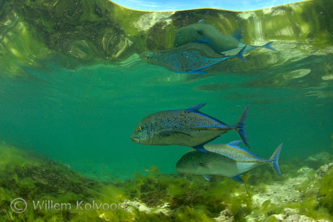 Blauwvinmakrelen ( Caranx melampygus )