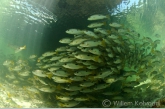 Black-spot snappers ( Lutjanus fulviflammus) under a mushroom-coral