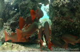 Mangrove jacks ( Lutjanus argentimaculatus ) in the tidal-current